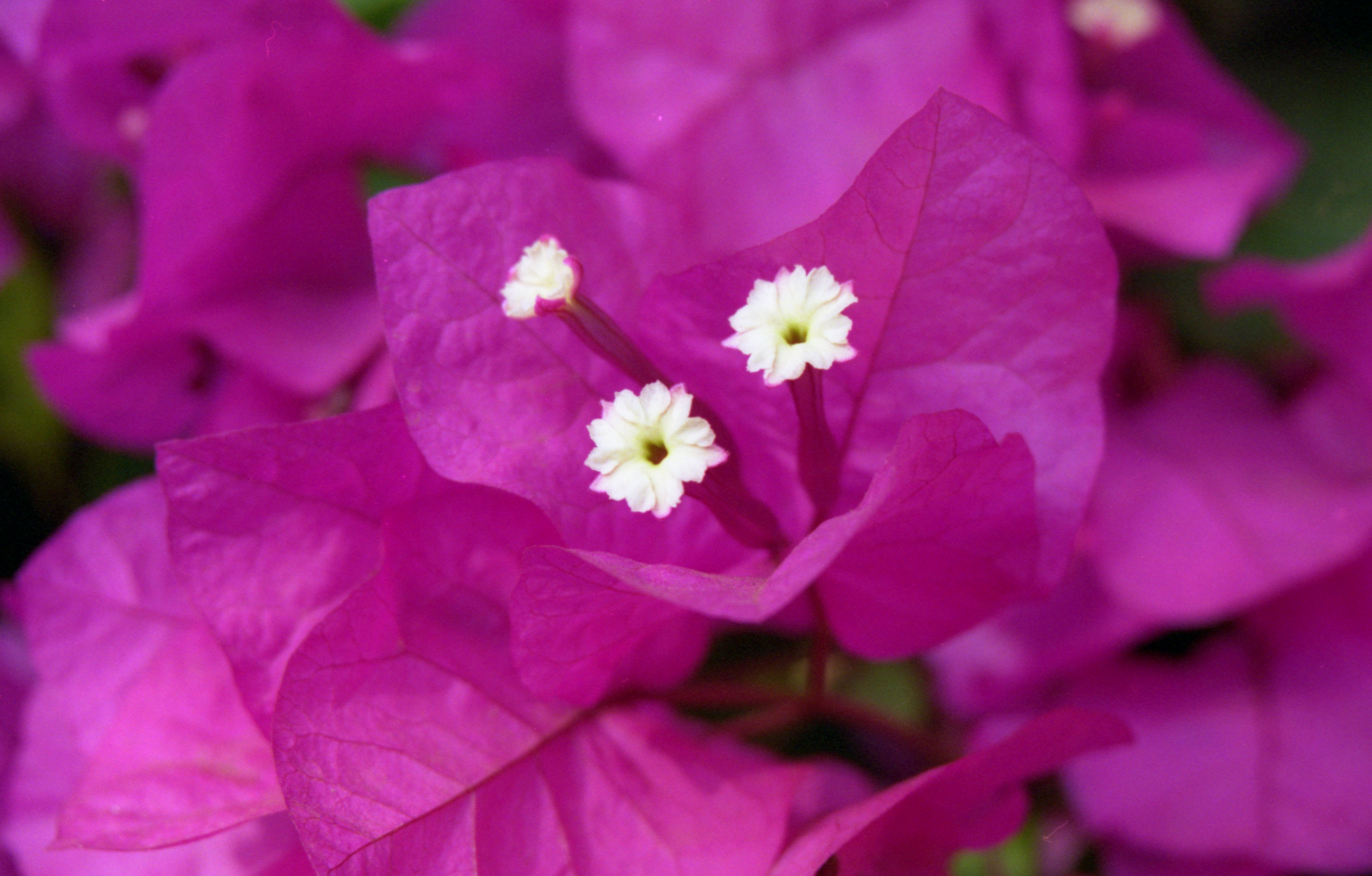Bougainvillea