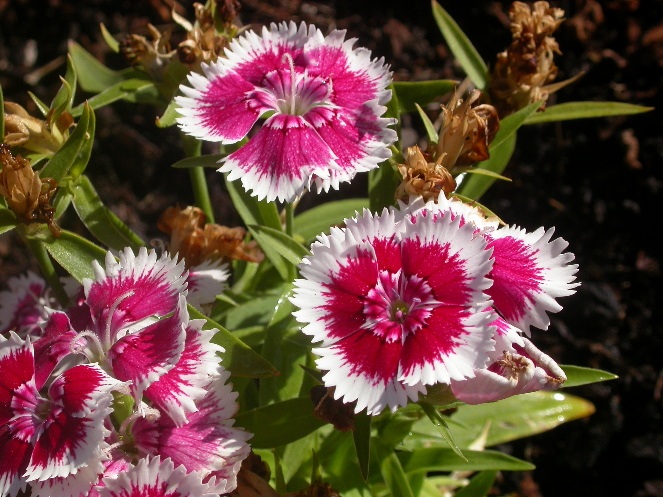 Flowers