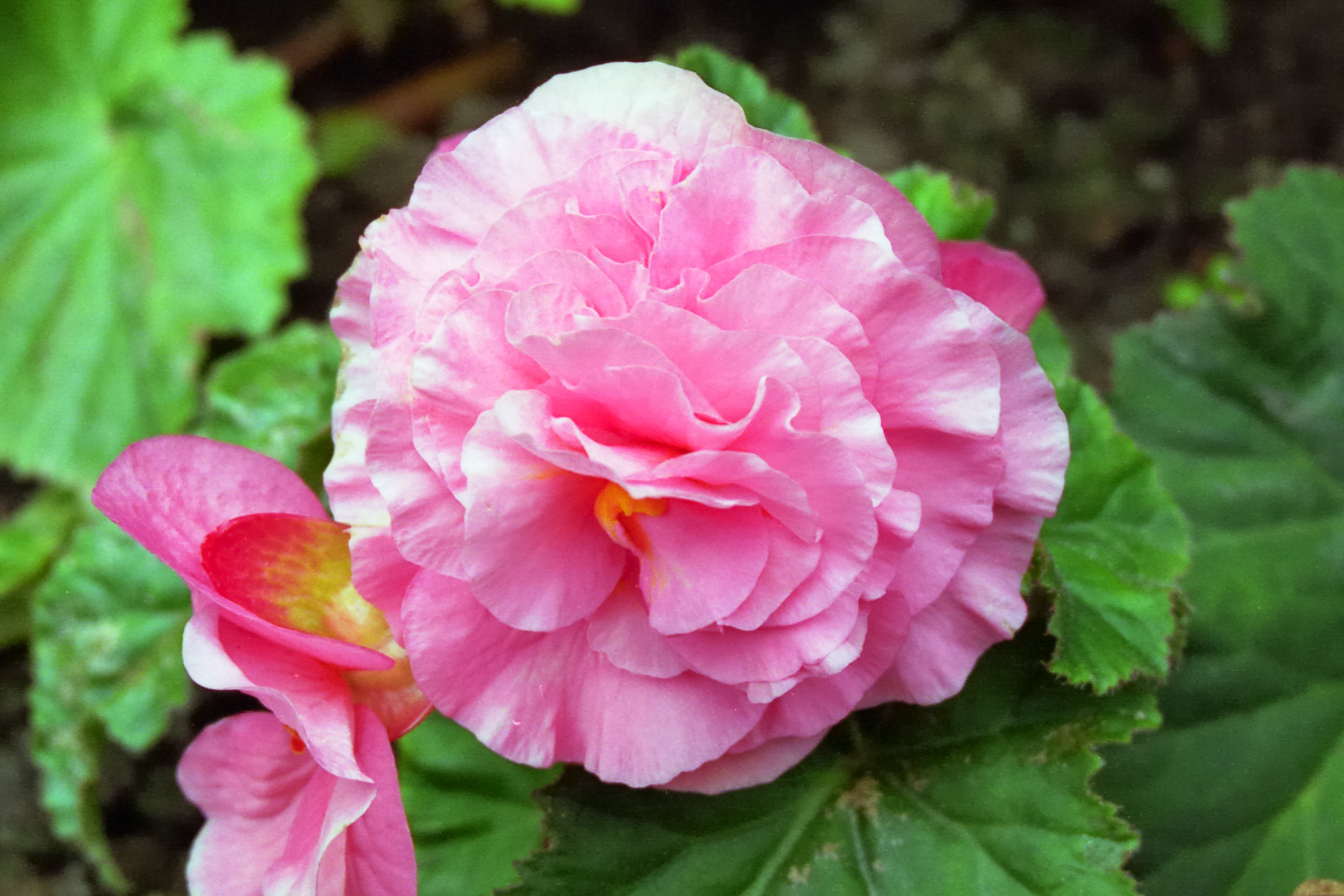 Butchart Garden Flowers