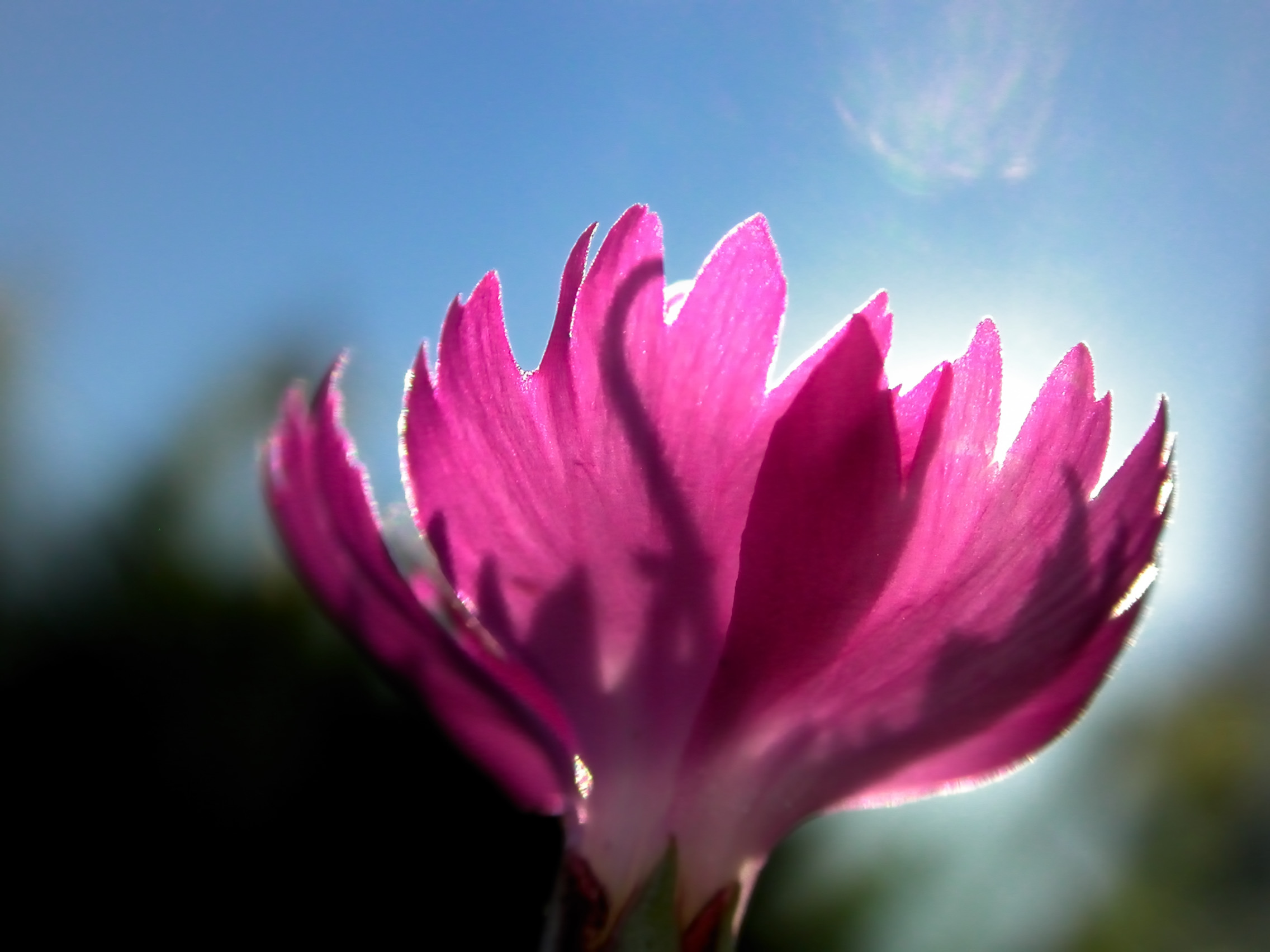 Flowers in backyard