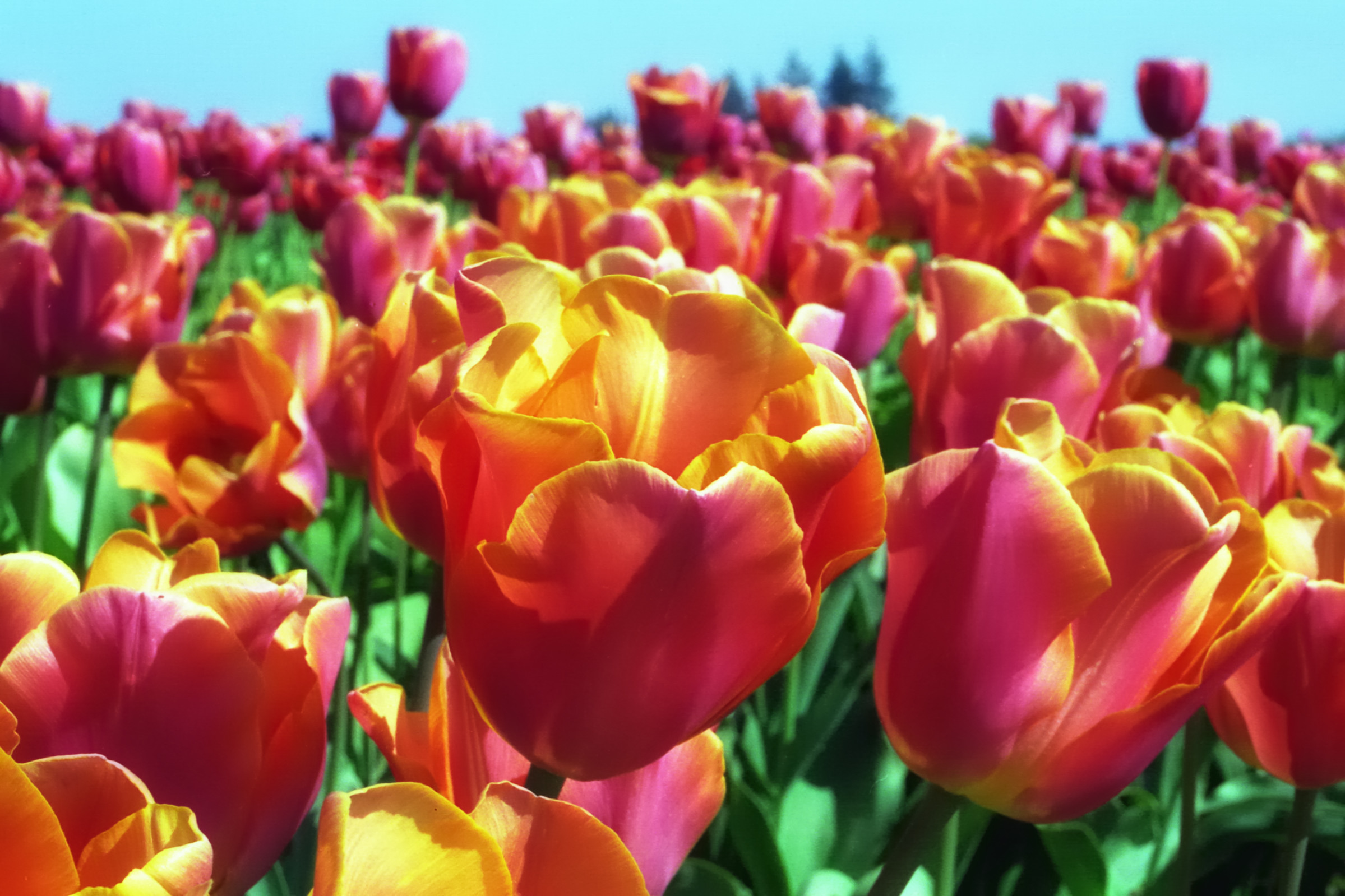 Tulips