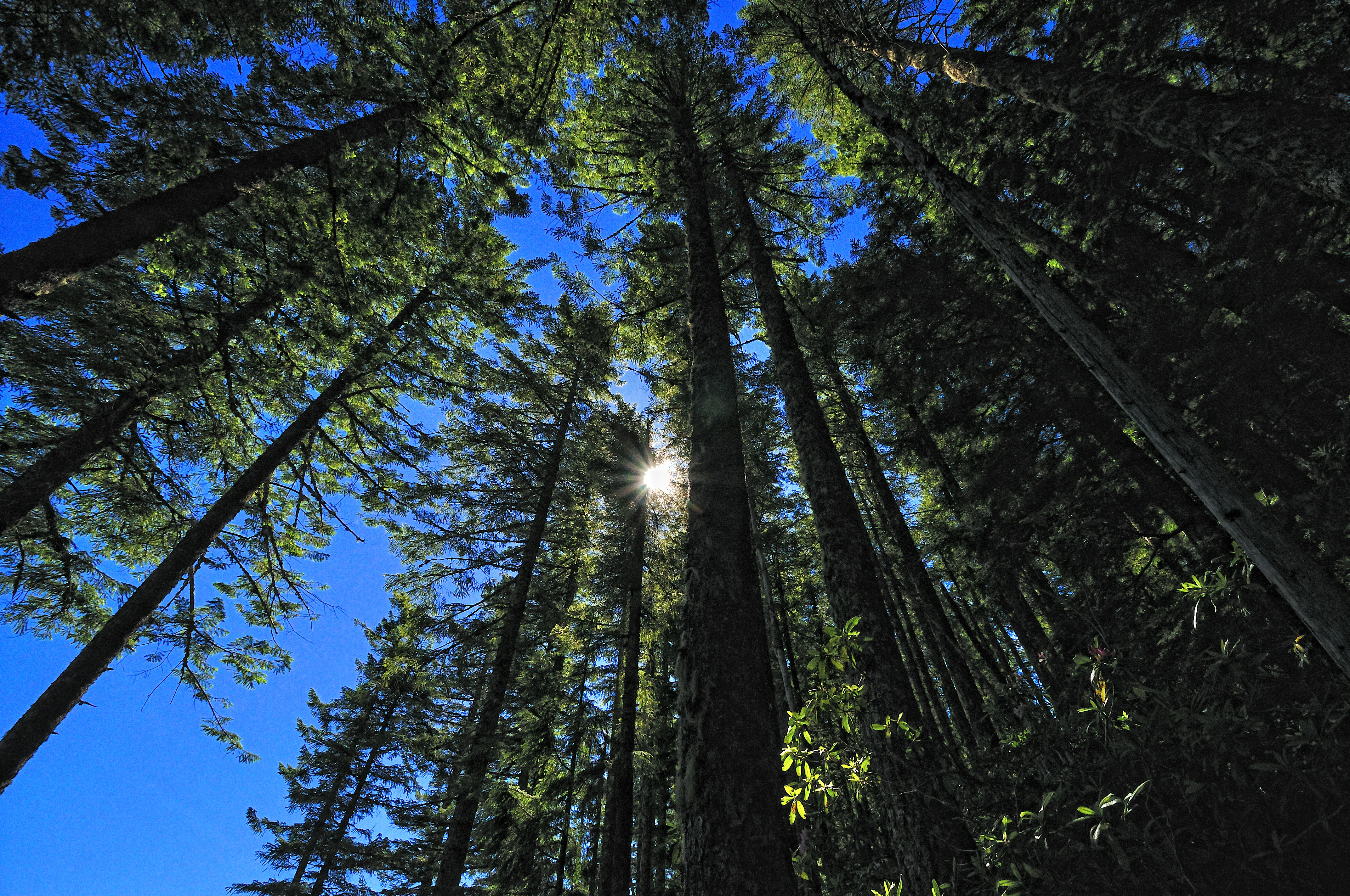 Northwest Forest