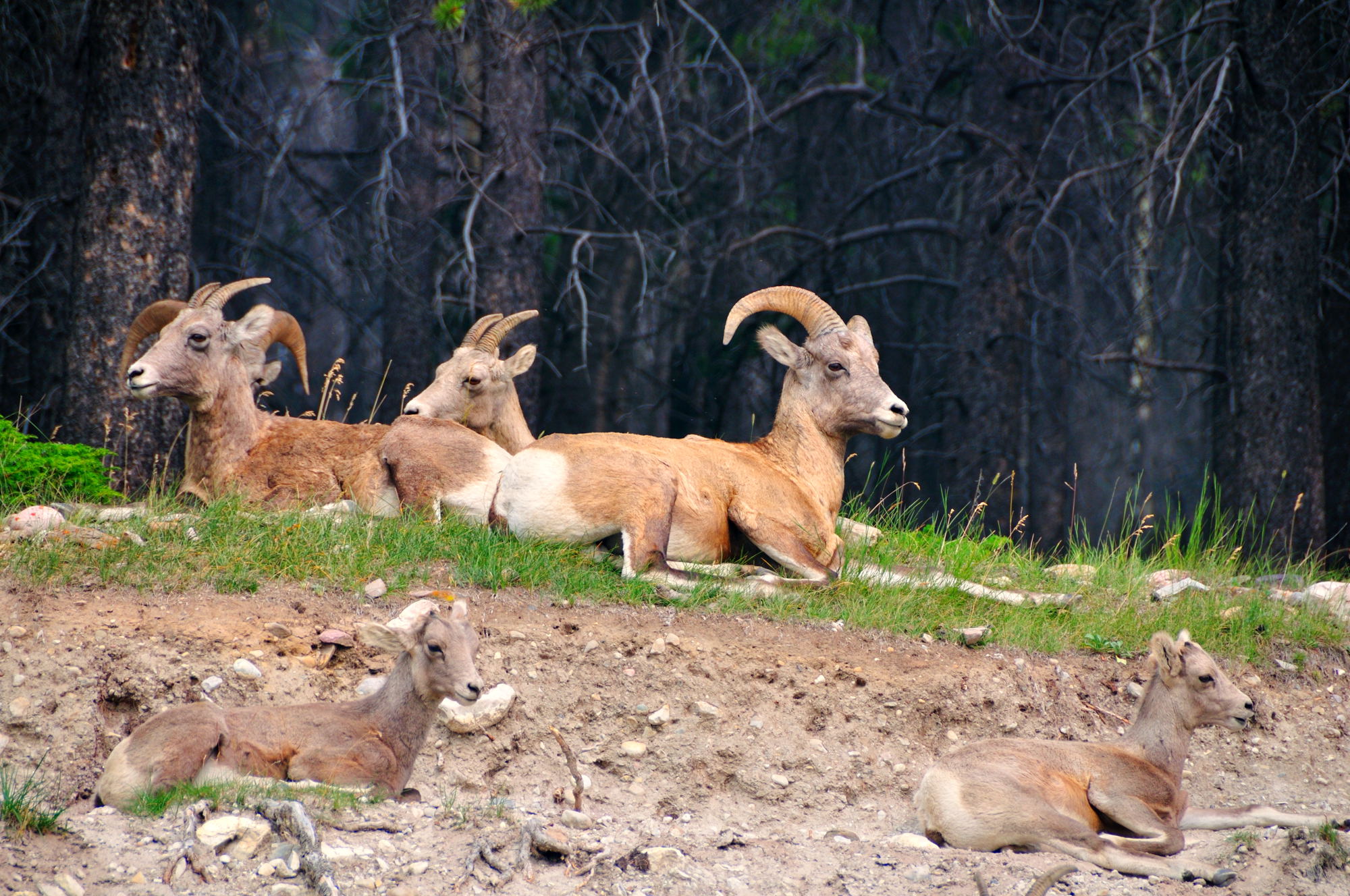 Ram Family