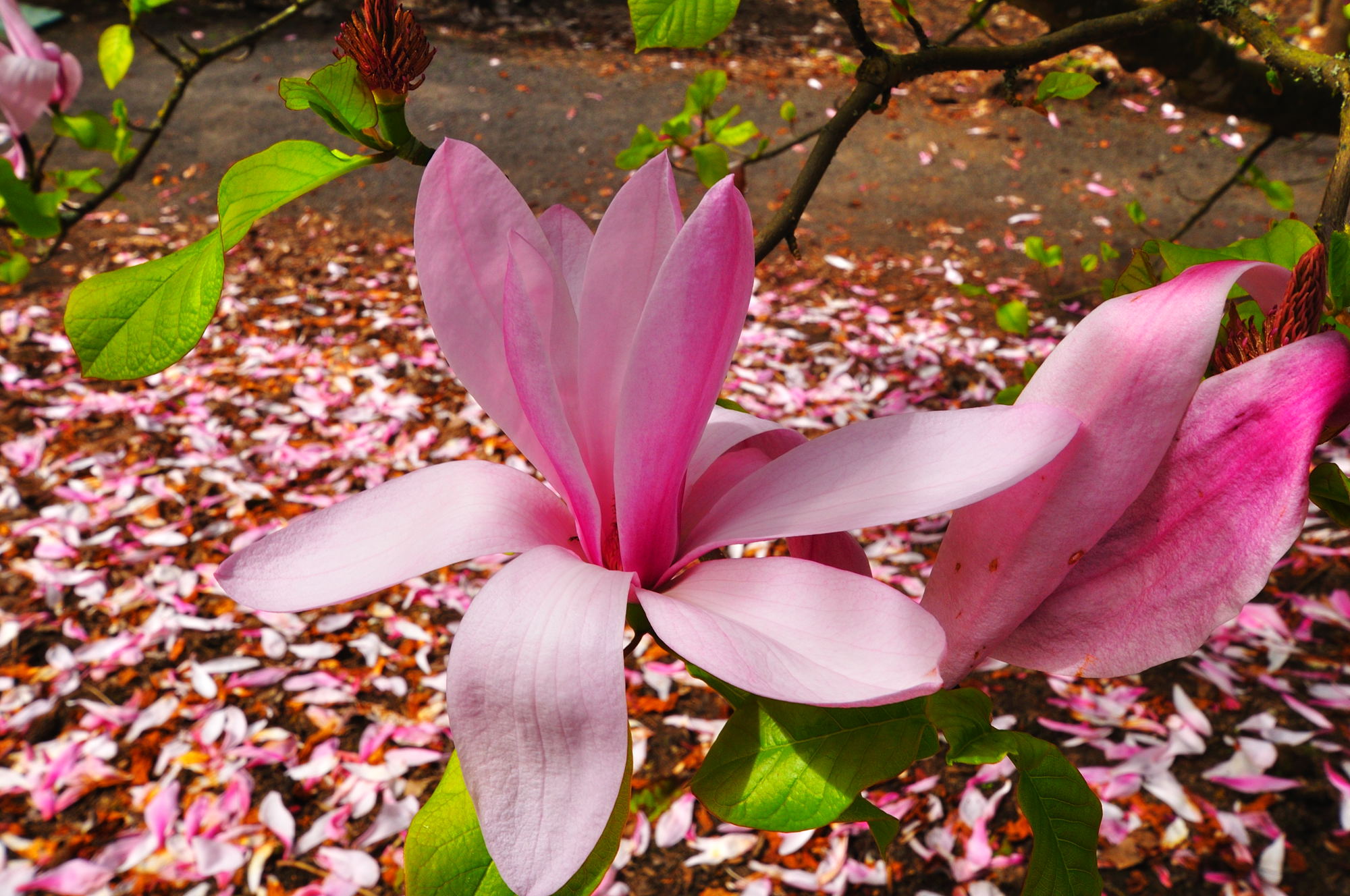 Flower, Hoyt Arboretum