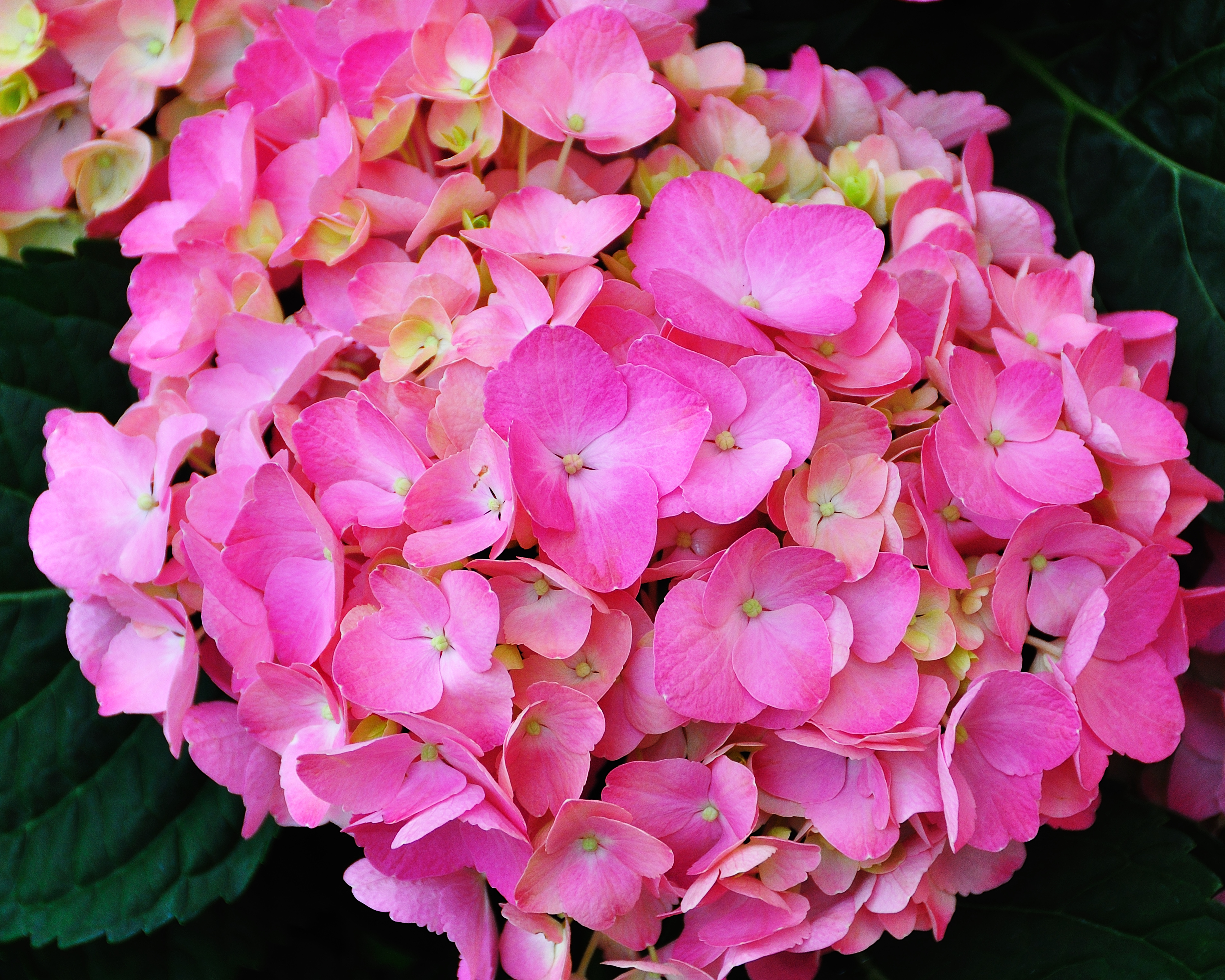 Flowers, Bellagio Conservatory