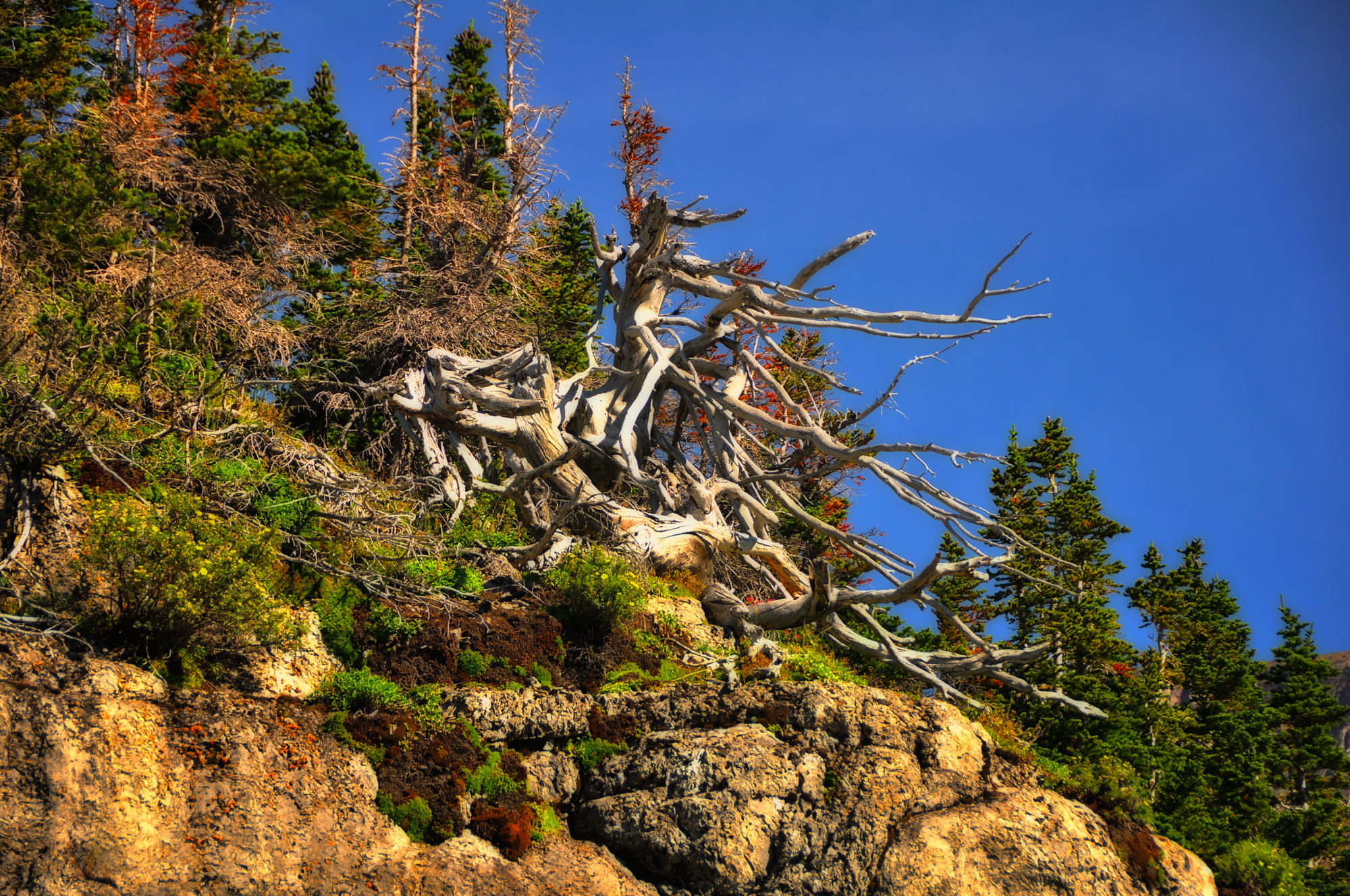 Dead Tree