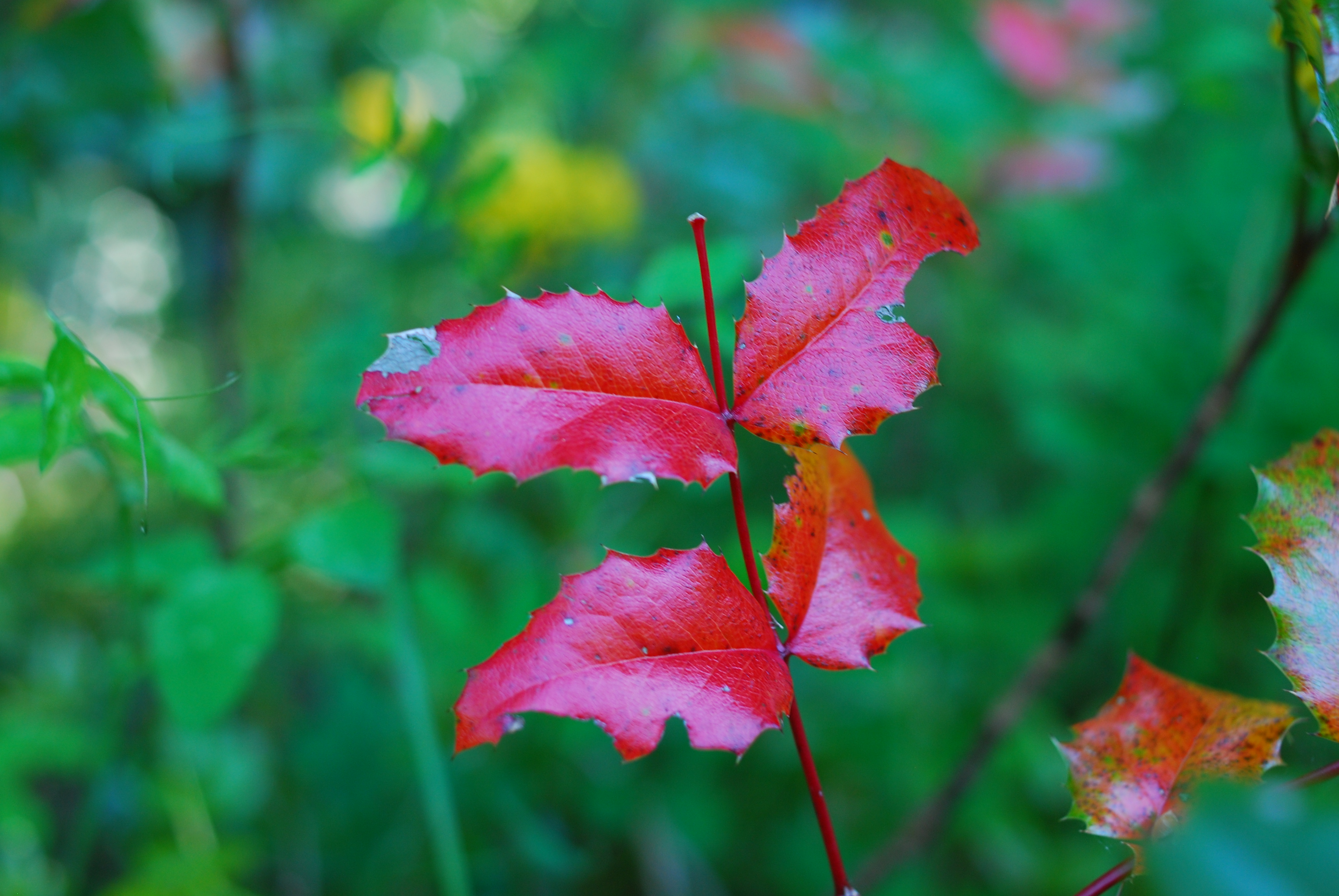Red Leaves