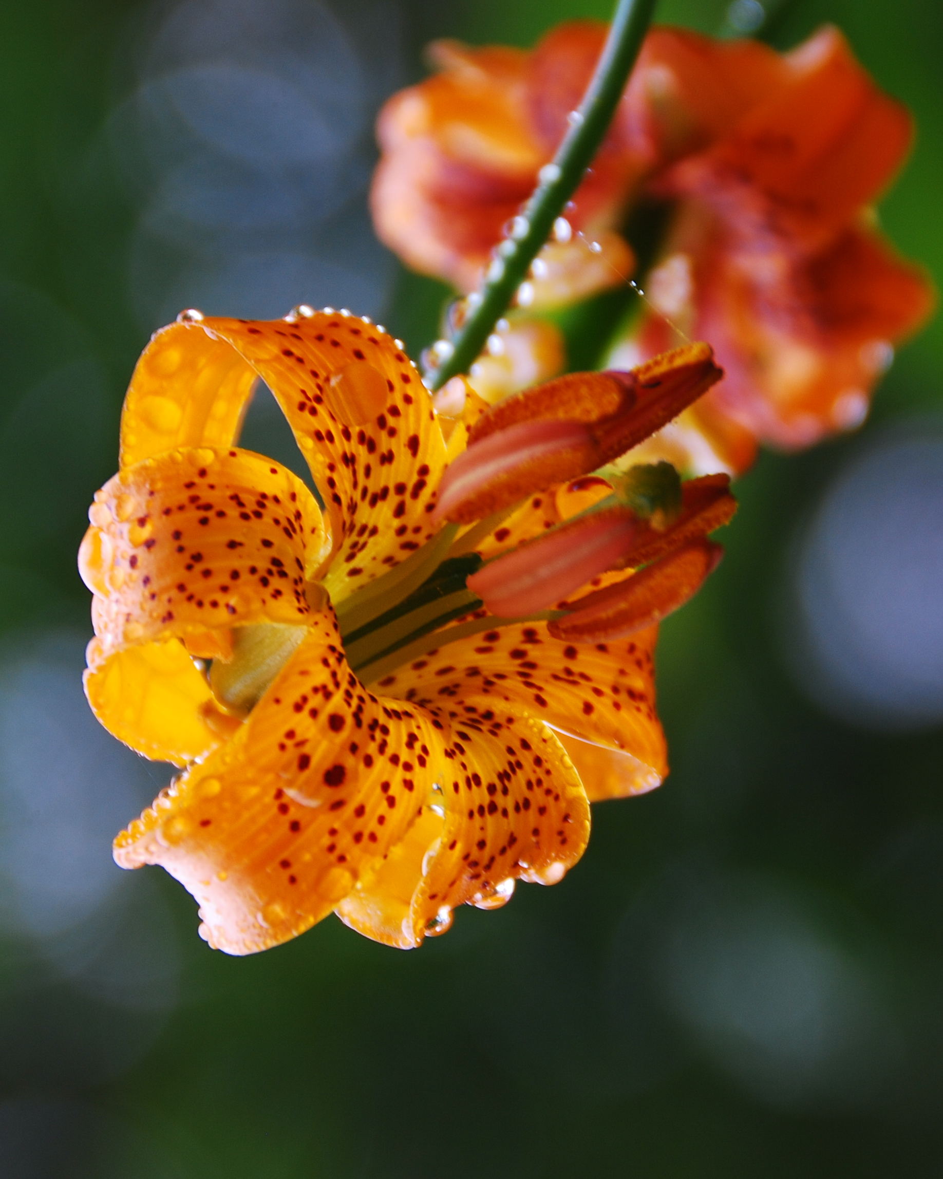 Flowers, Angel’s Rest Trail