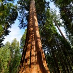 Giant Sequoia Tree