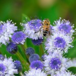 Honey bee on flowers