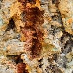 Bark of cork