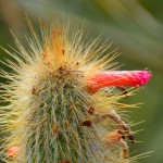 Cactus flower