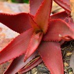 Red Cactus