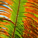 Palm