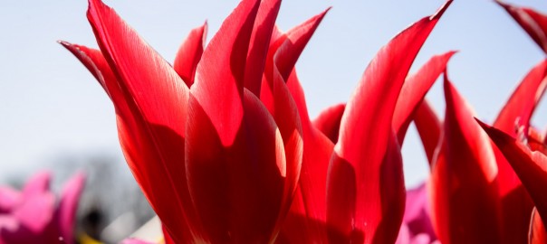 Tulips