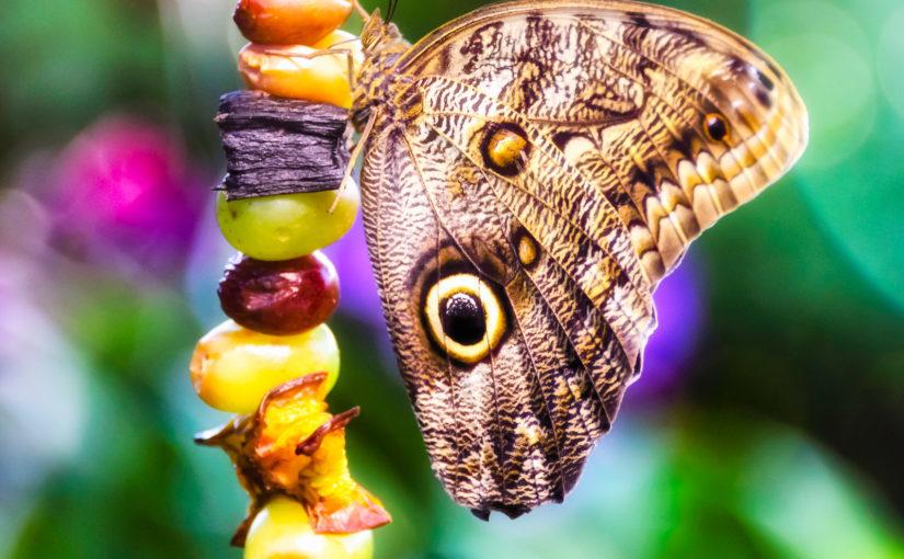 Butterfly Garden – Tennessee Aquarium
