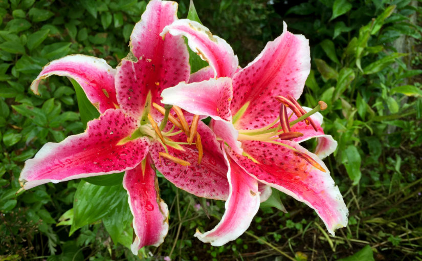 Flowers at Ketchikan, Alaska