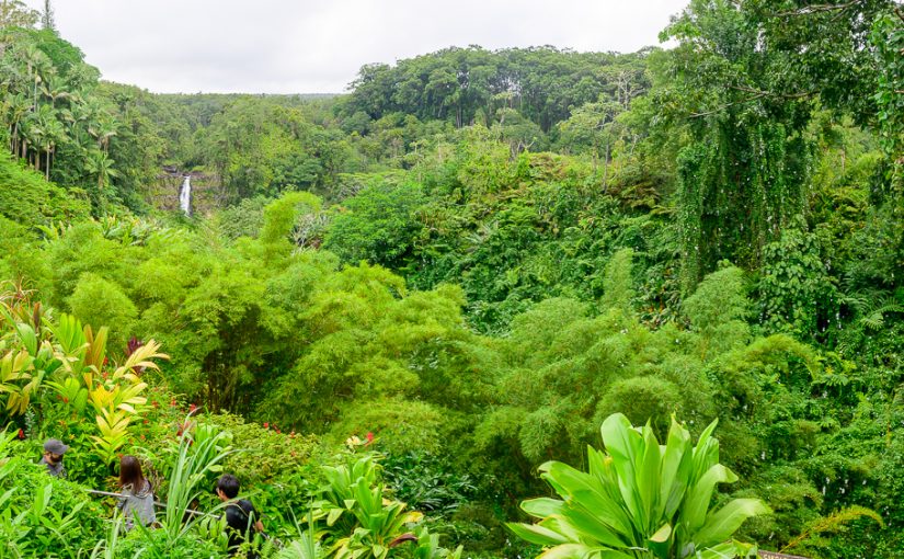 Hawaii Big Island rain forest