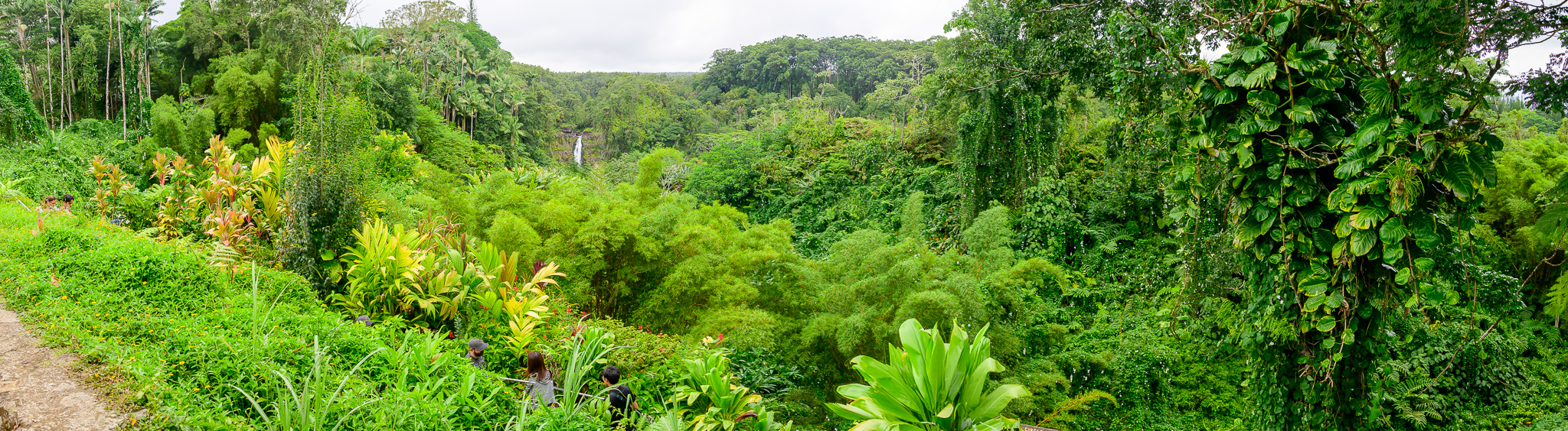 big island hapu forest big island hapu forest