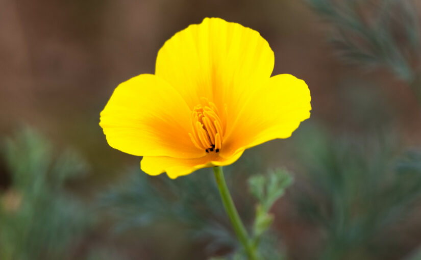 Wild flower