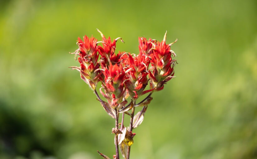 Wildflowers