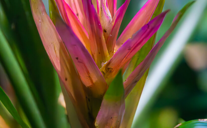 Bromelia