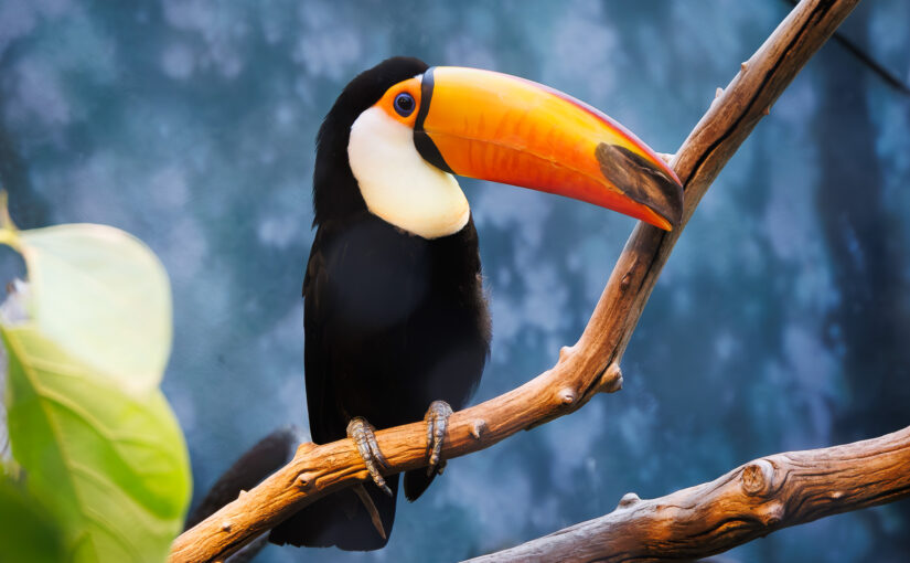 Toco Toucan