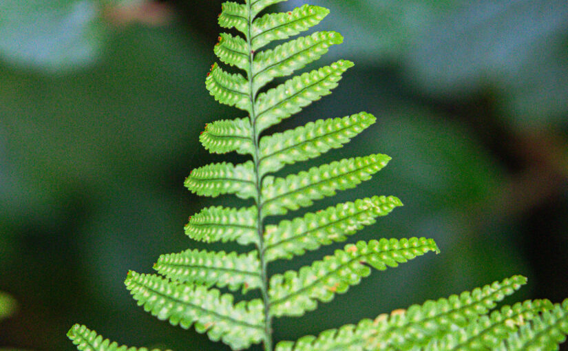 Athyrium Distentifolium