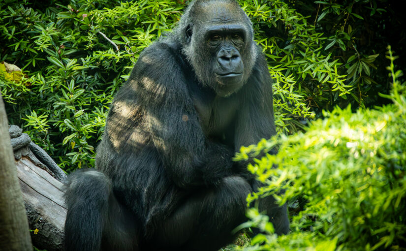 Gorilla