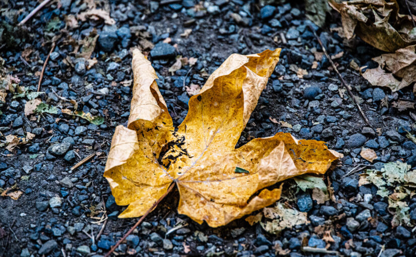 Dry leaf