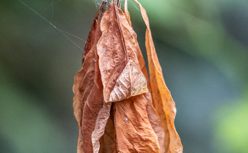 Dried leaves