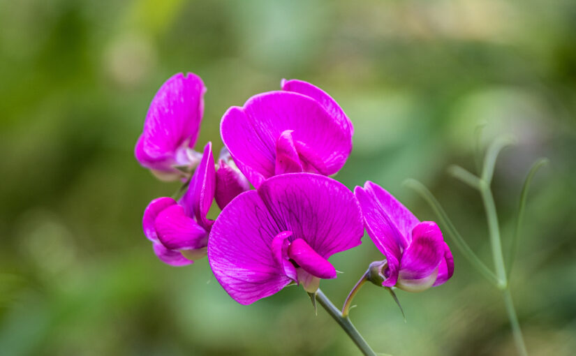 Broad-leaved sweet pea