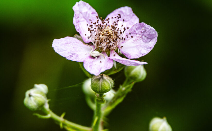 Wild blackberry flower