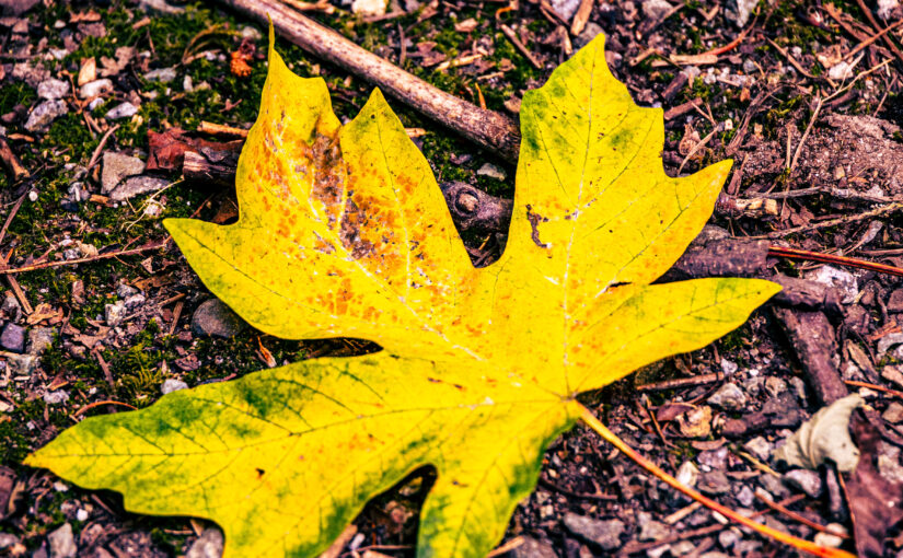 Dried Maple Leaf